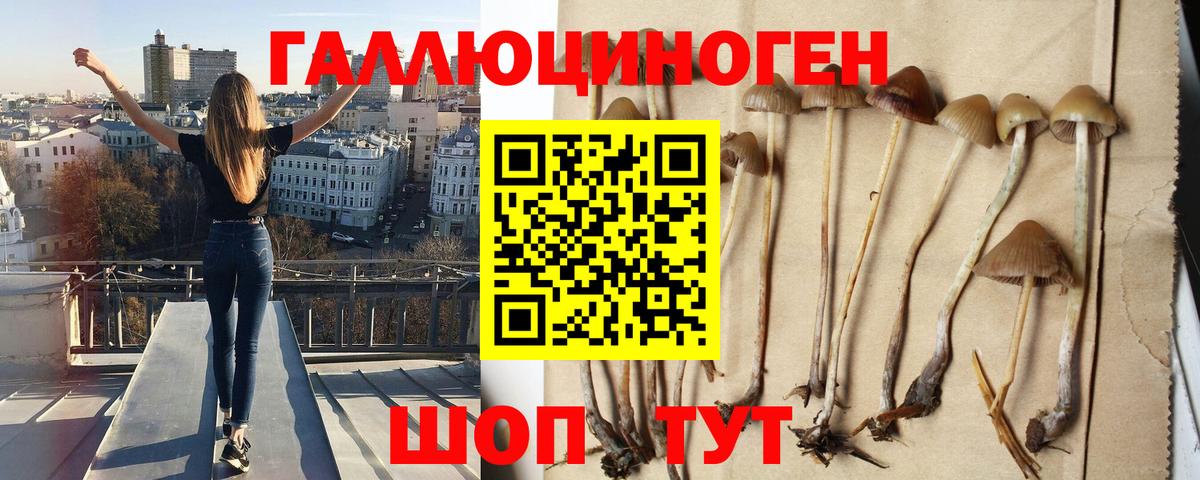 сколько стоит  Вход с VPN  Галлюциногенные грибы мухоморы  Черкесск  Псилоцибиновые грибы Psilocybine cubensis 